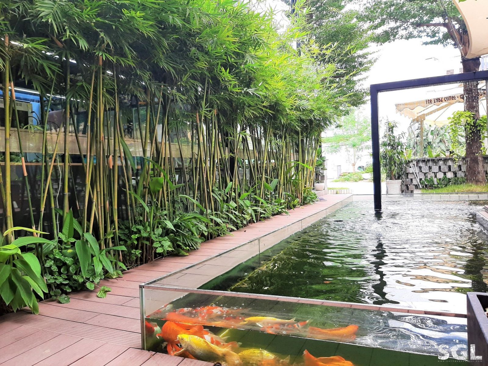 Thiết kế, thi công hồ cá Koi tại Thanh Hóa