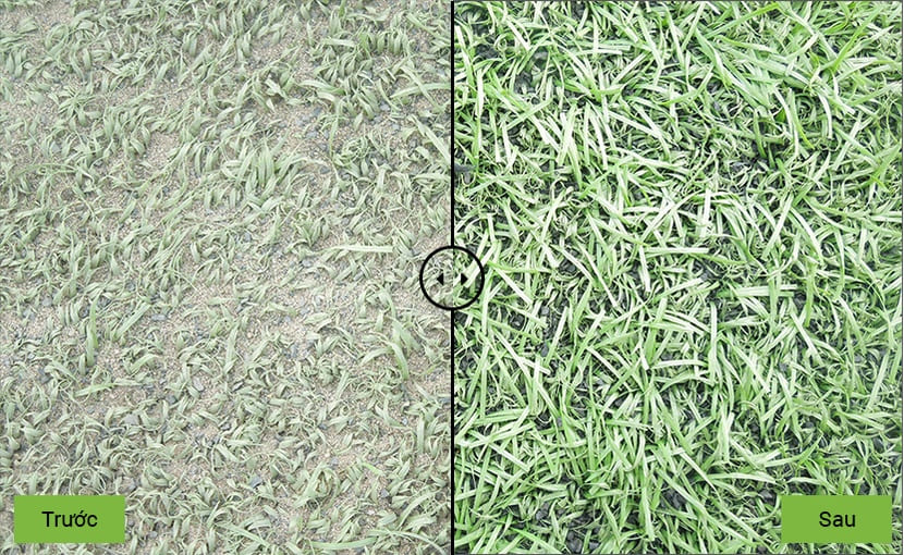 Mặt cỏ trước và sau khi bảo dưỡng